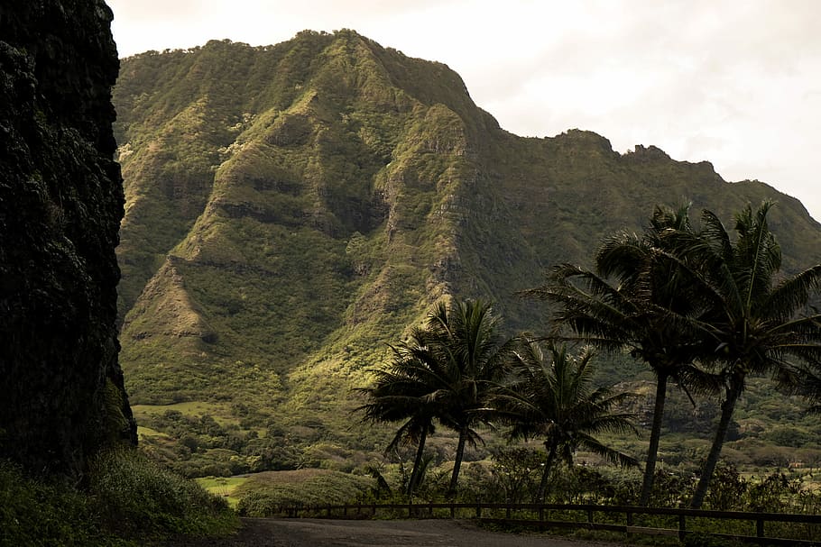 trees overlooking mountain, coconut tree near mountain, rock HD wallpaper