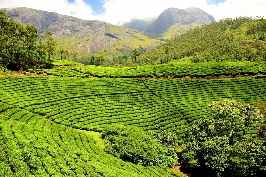 green grass field during daytime, tea plantation, tea garden