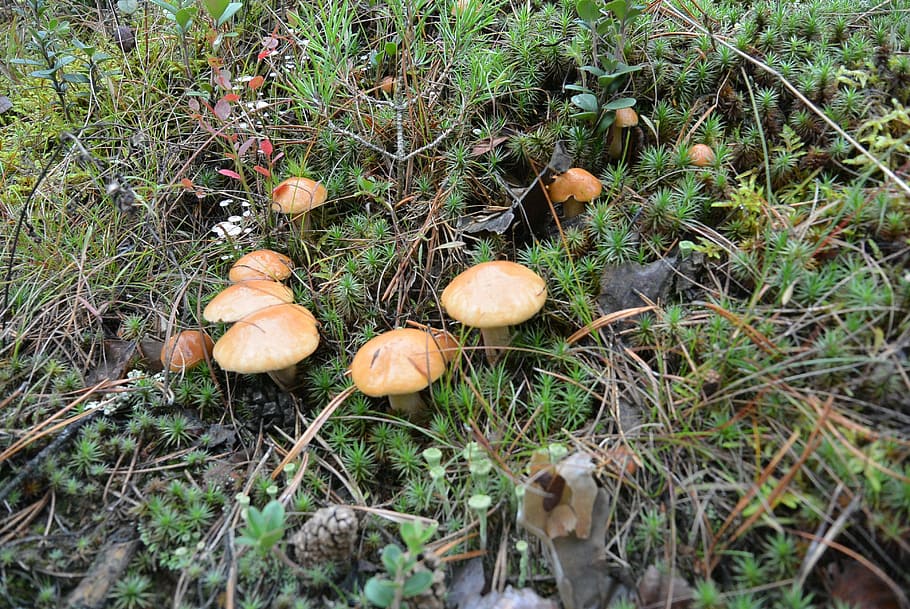 forest, mushrooms, tree, nature, autumn, tree fungus, white mushroom HD wallpaper