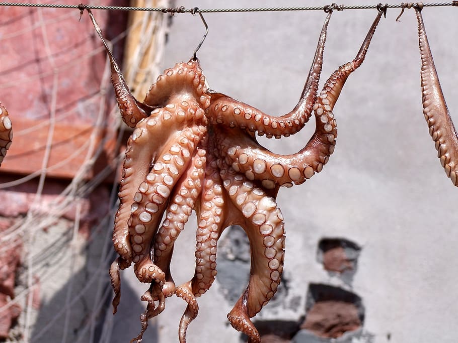 brown octopus hanged on cable, squid, fish, meeresbewohner HD wallpaper