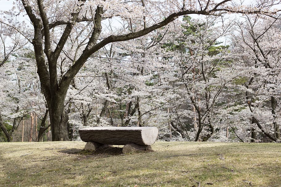 Flowers, Cherry, Japan, Spring, Wood, bench, lawn, cherry blossoms HD wallpaper