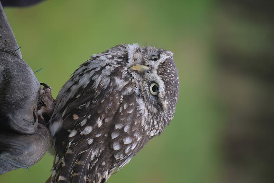 owl, brown and white owl in shallow focus photography, bird, feathers HD wallpaper