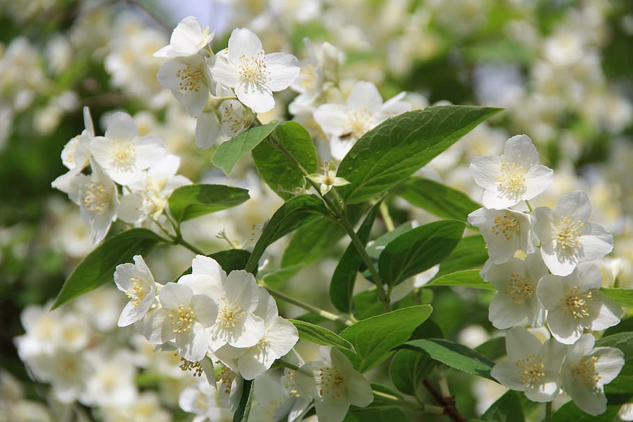 spring, cherry blossom, bloom, flowering plant, beauty in nature HD wallpaper