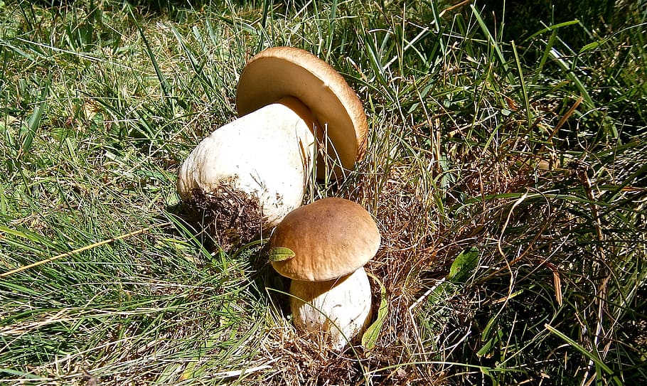 mushrooms, boletus edulis, forest, autumn, nature, land, grass