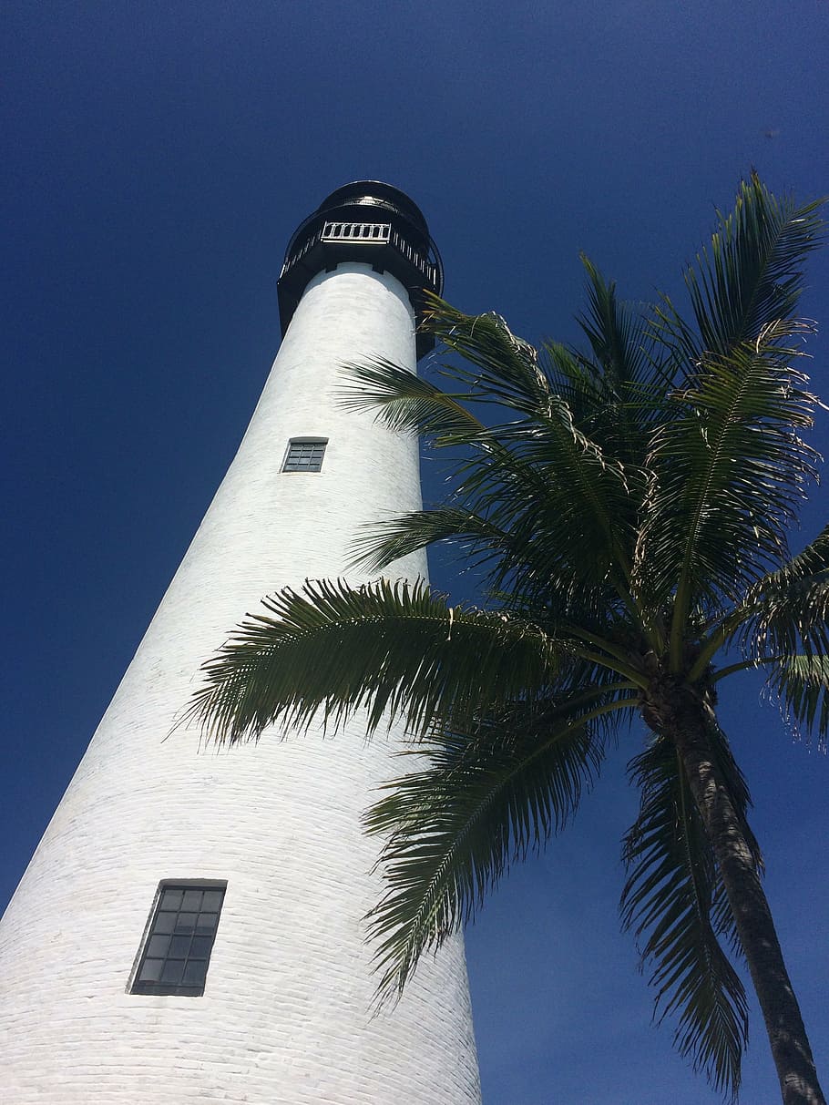 lighthouse, palm, sky, blue, palm tree, tropical climate, architecture HD wallpaper