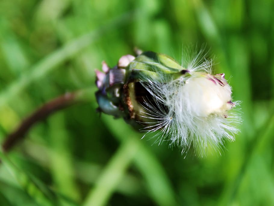 Dandelion, Flower, Nature, Seeds, bud, plant, close, spring HD wallpaper