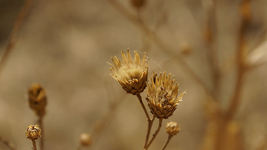 Thistle, Dry, Dried, Arid, Brown, Plant, flower, autumn, vegetation HD wallpaper