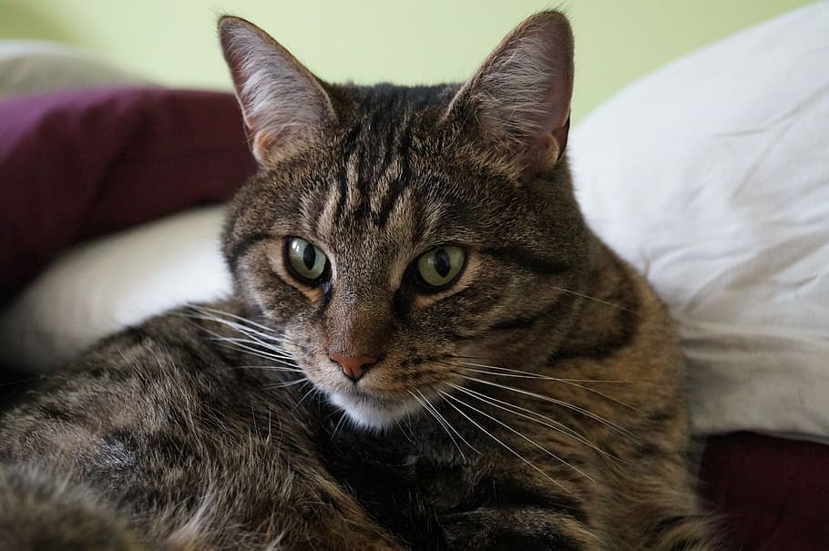 cat, clean, head, close, cat face, mammal, domestic, pets, domestic animals HD wallpaper