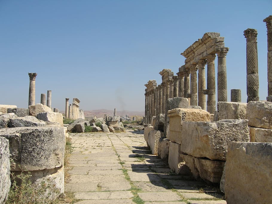 Thistle, Apamea, Syria, old ruin, history, ancient, the past