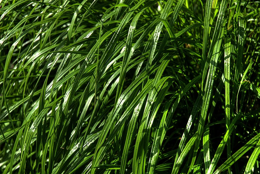 grass, green, wind, the waves, nature, green Color, plant, leaf HD wallpaper