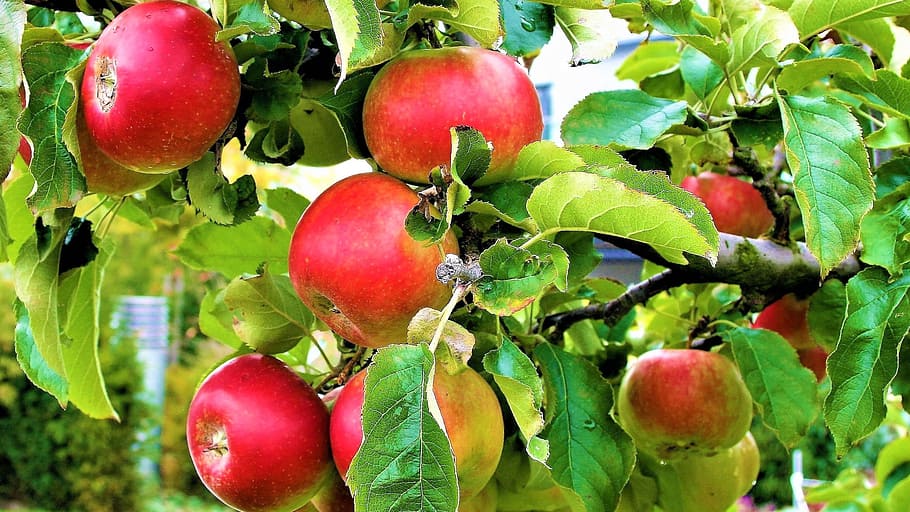 fruit growing, red, apple, autumn, garden, sad, fit, rain, healthy food HD wallpaper