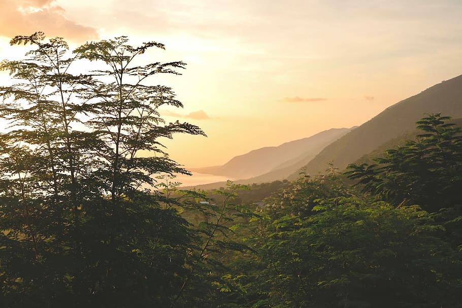landscape photography of trees, green leafed forest near moutains HD wallpaper