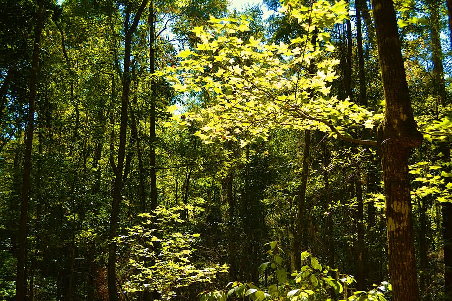 Woods, Forest, Nature, Tree, Scenic, woodland, growth, day HD wallpaper