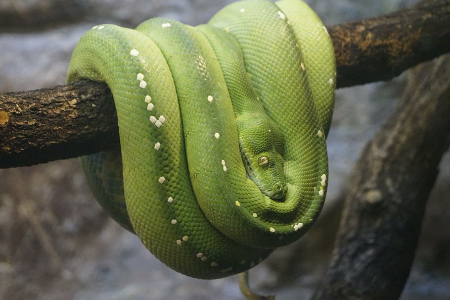 green tree python, zoo, close, animal themes, one animal, animal wildlife HD wallpaper