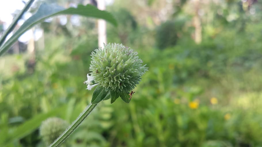 shot, during, a, miday hike, flower, plant, flowering plant HD wallpaper
