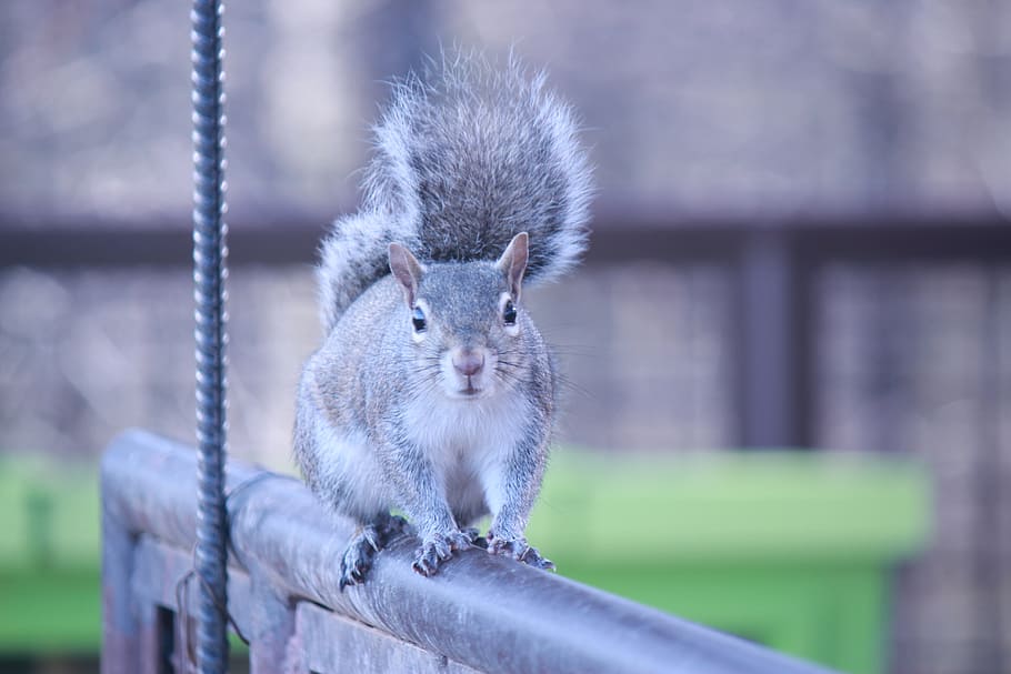 squirrel, rodent, tail, animal, wild, mammal, animal wildlife HD wallpaper