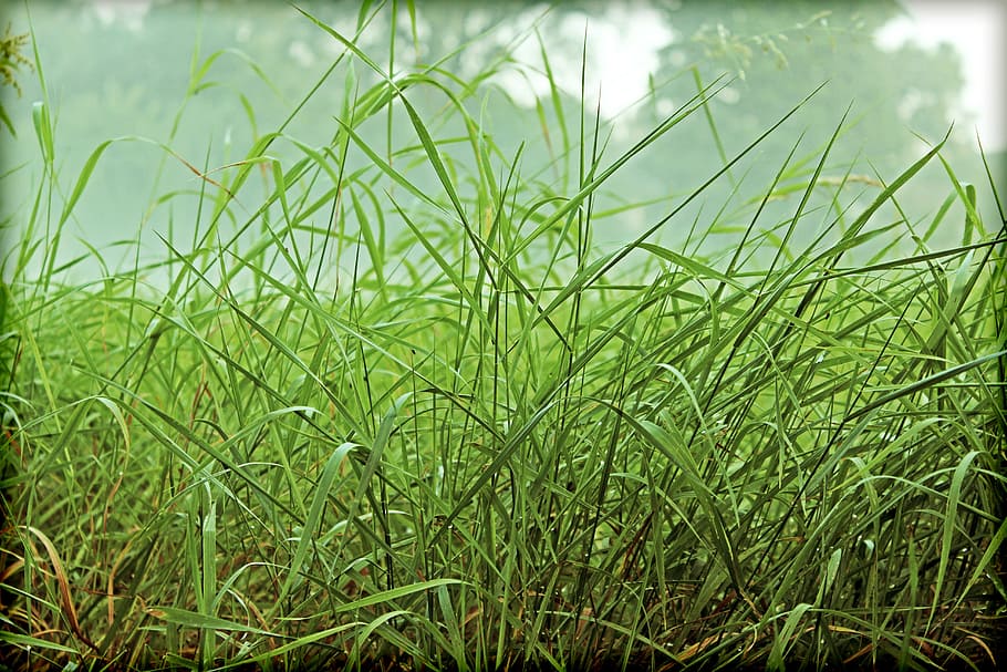 Grasses, Rush, Meadow, Nature, green, foggy, green color, growth HD wallpaper