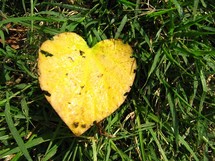 Leaf, Heart, Grass, Nature, yellow, love, growth, close-up HD wallpaper