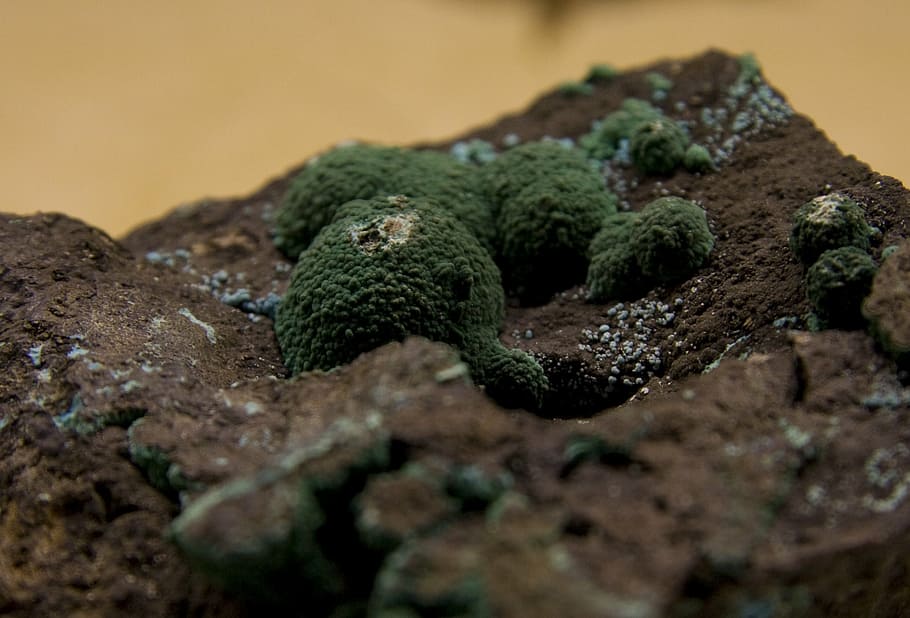 ore, chile, malachite, crisocola, collectibles, reptile, one animal HD wallpaper