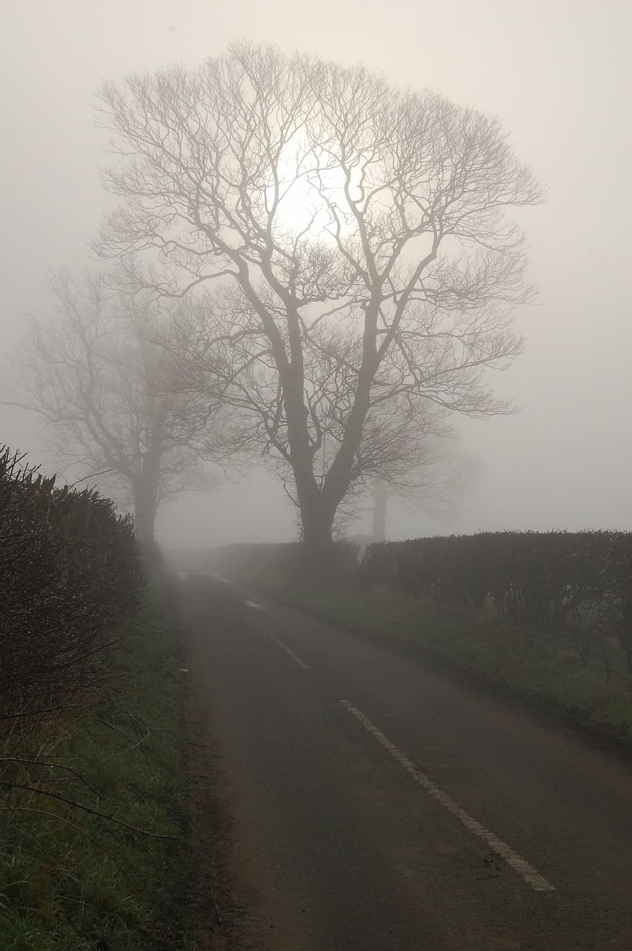 tree, sun, mist, road, fog, early morning, plant, sky, nature HD wallpaper