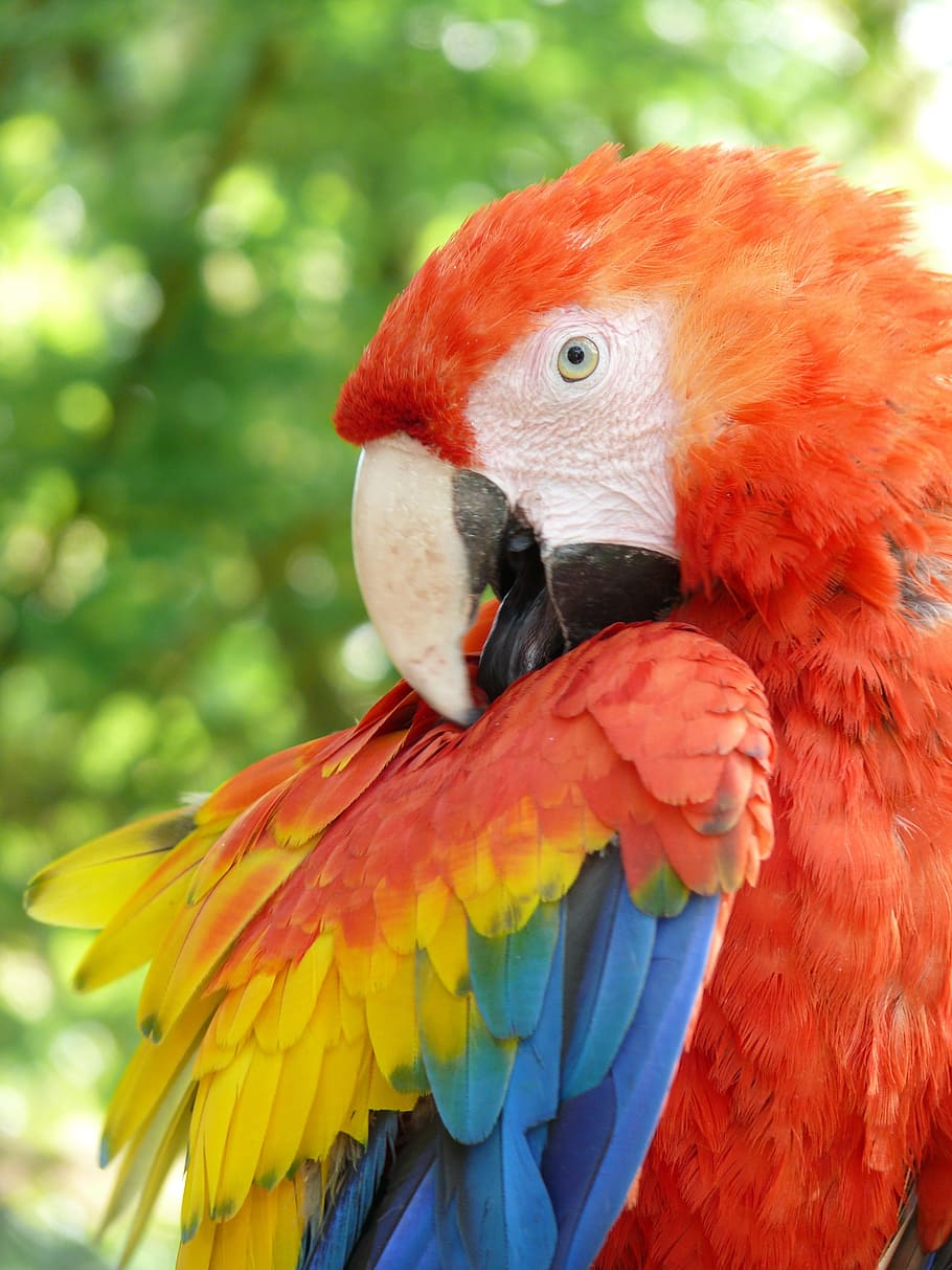 parrot, ara, bird, animal, macaw, nature, beak, wildlife, red, HD wallpaper