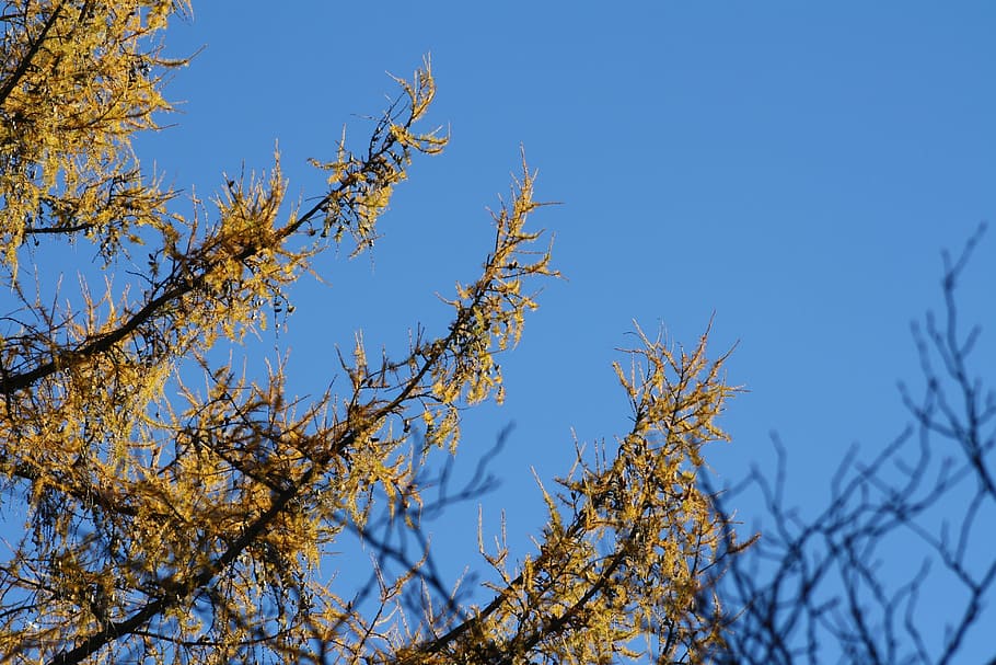 larch, tree, yellow, sky, blue, plant, branch, low angle view HD wallpaper