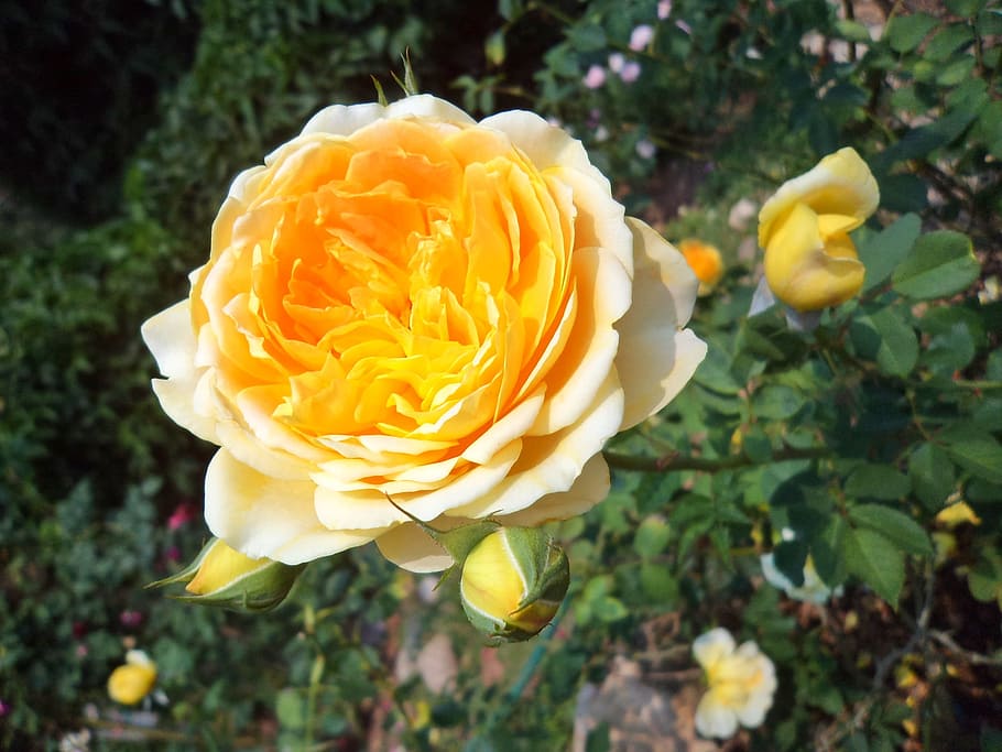 tree, flowers, rose, nature, yellow, plant, green, autumn leaves HD wallpaper