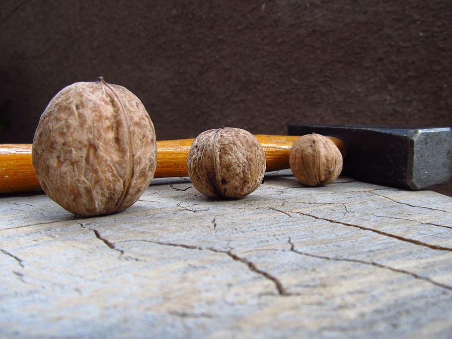 walnut, seed, brown, food, organic, nutshell, food and drink HD wallpaper