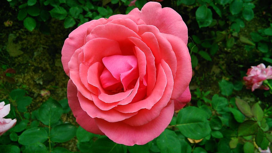 rose, summer, beautiful, flower, plant, flowering plant, beauty in nature HD wallpaper