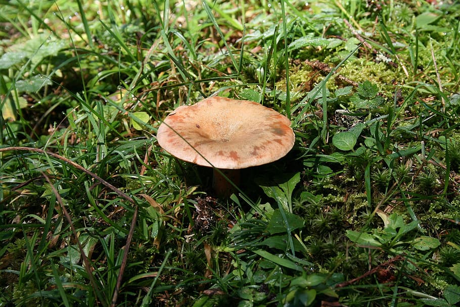 forest, mushroom, delicious deliciosus, plant, nature, autumn HD wallpaper