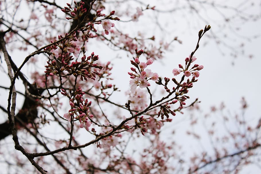 Pink cherry blossom, nature, tree, branch, pink Color, springtime HD wallpaper