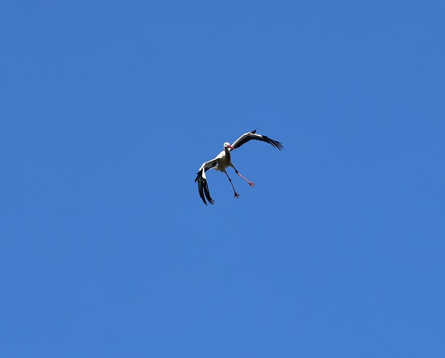 stork, sky, fly, black white, bill, rattle stork, white stork HD wallpaper