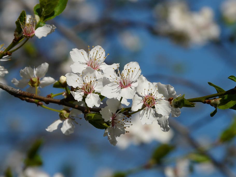 wild plum, blossom, bloom, tree, branch, american wildpflaume HD wallpaper