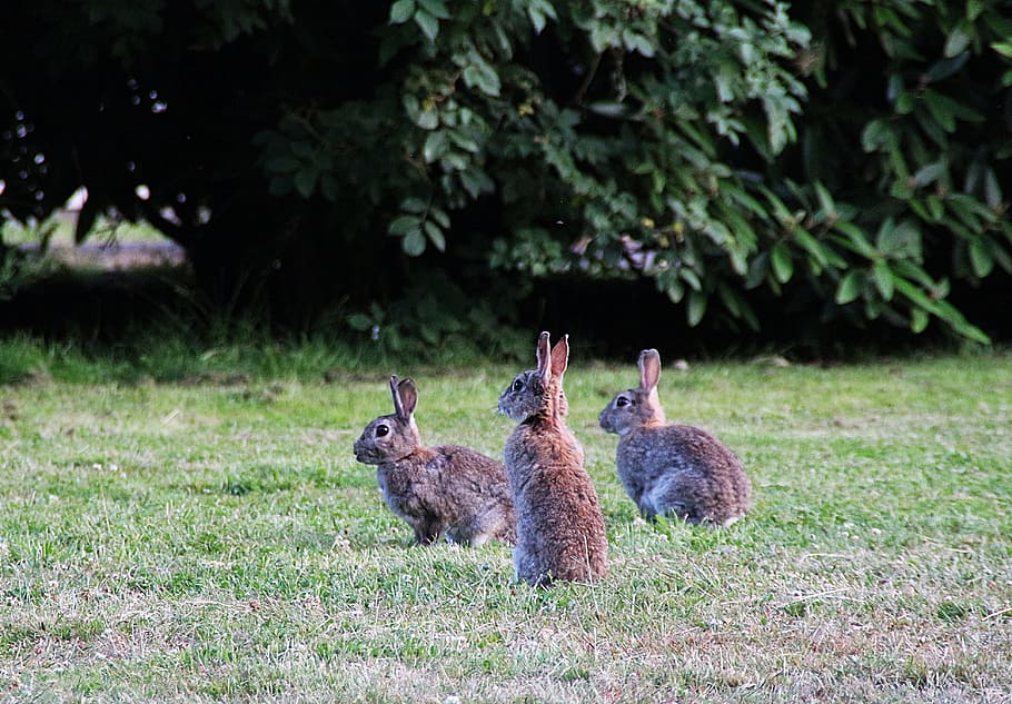 three brown rabbits near grass, Wild Rabbit, Rabbit, Rabbit HD wallpaper