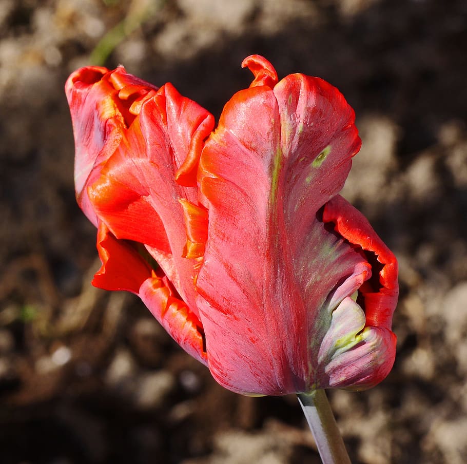 tulip, tulpenbluete, breeding, failed, closed, blossom, bloom, HD wallpaper