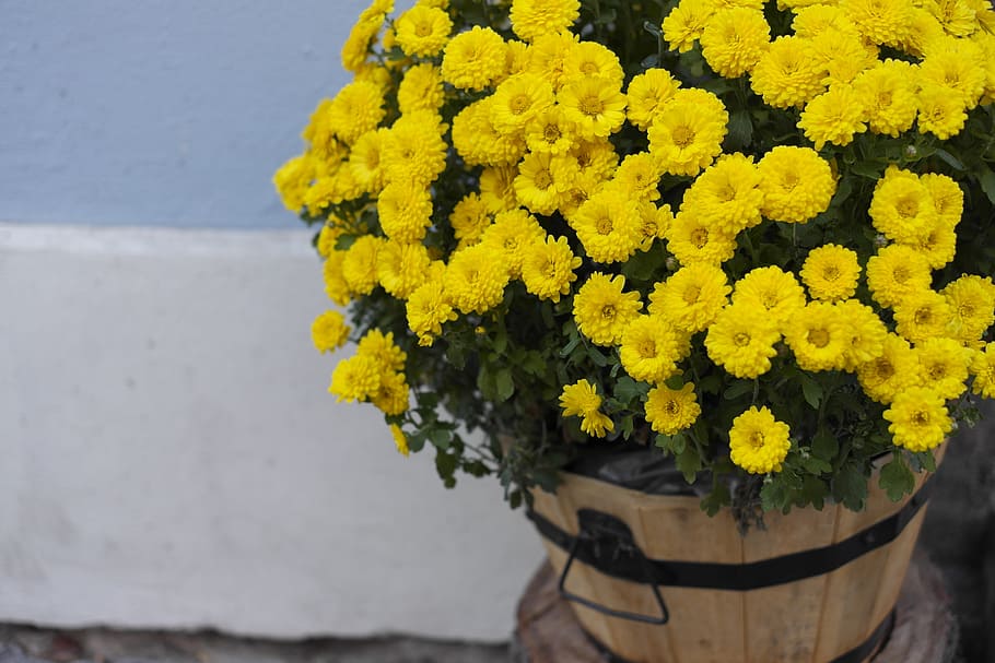 yellow marguerite daisy flowers in bucket, chrysanthemum, yellow flowers