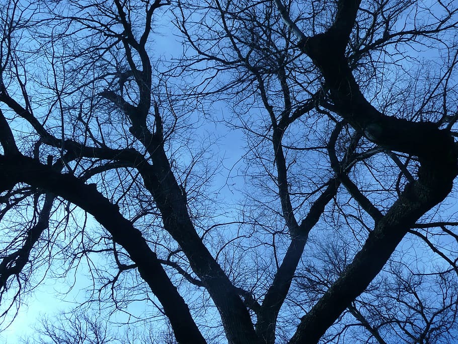 branches, winter, tree, nature, bare, cold, bare tree, low angle view HD wallpaper