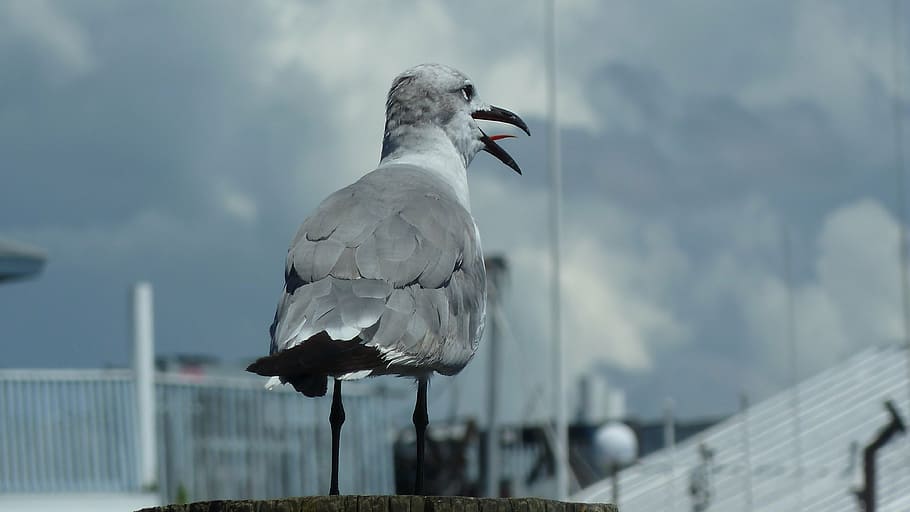 seagull, bird, nature, animal, pier, dock, vertebrate, animal themes HD wallpaper