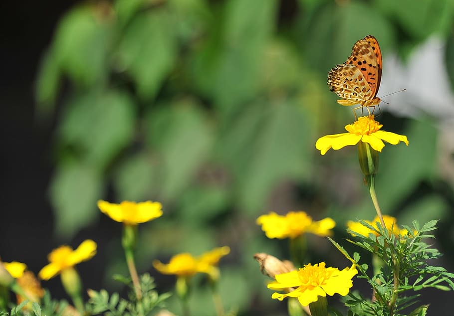 butterfly, flowers, spring, flowering plant, animal themes HD wallpaper