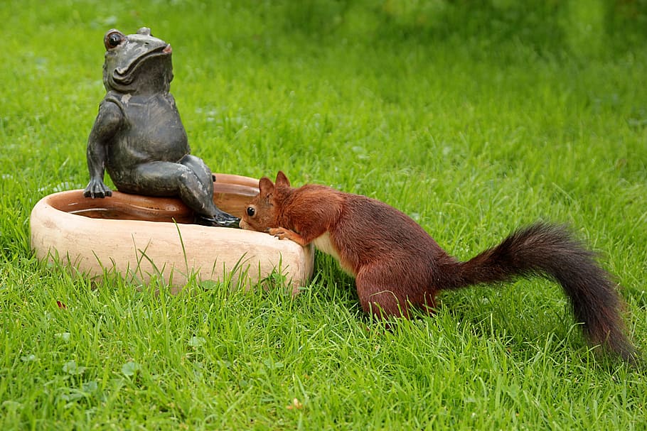 squirrel drinking on brown concrete bowl, animal, sciurus, thirst HD wallpaper