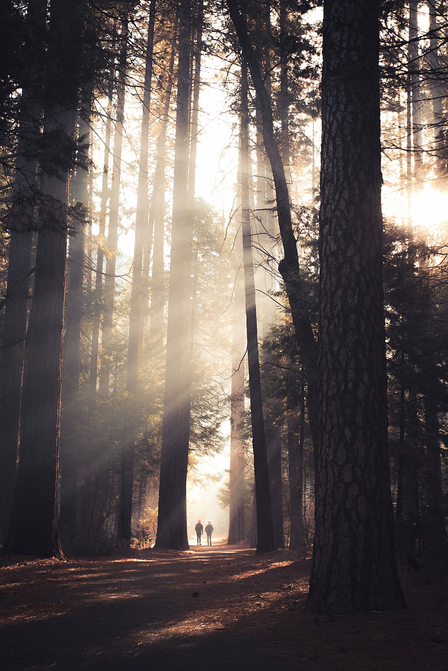 two person walking in the middle of tall trees, two person standing in the middle of the forest