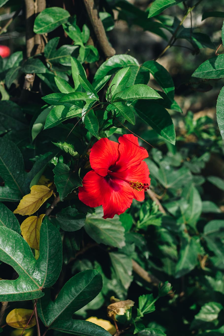 flower, flowers bloom, spring, blooming, blossom, summer, natural HD wallpaper