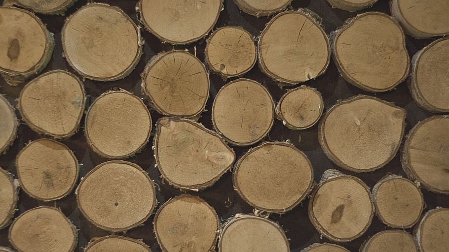 brown tree stumps, logs, pen′ok, penëk, low waist, hipster HD wallpaper