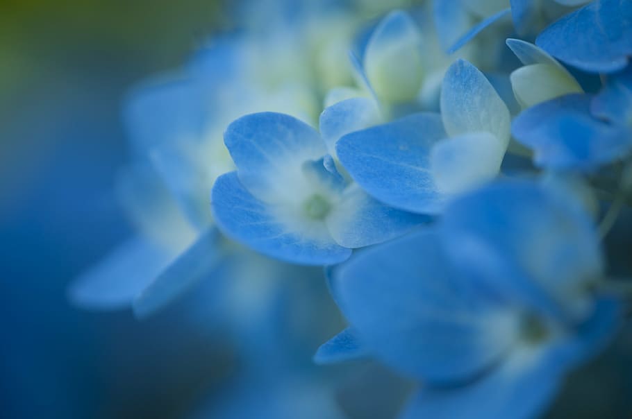 closeup photography of blue-and-white petaled flowers, hydrangea HD wallpaper