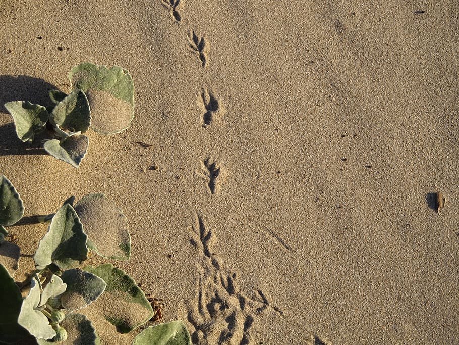 Footprint, Bird, Sand, Marks, Trail, track, claws, pattern HD wallpaper