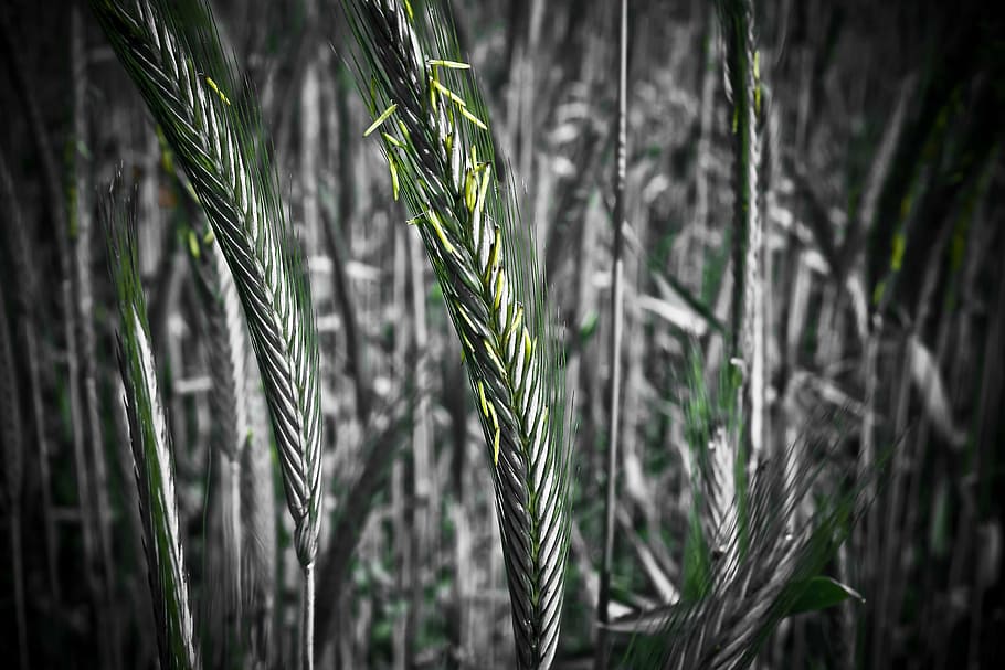 cornfield, grain, cereals, wheat, nature, agriculture, spike HD wallpaper