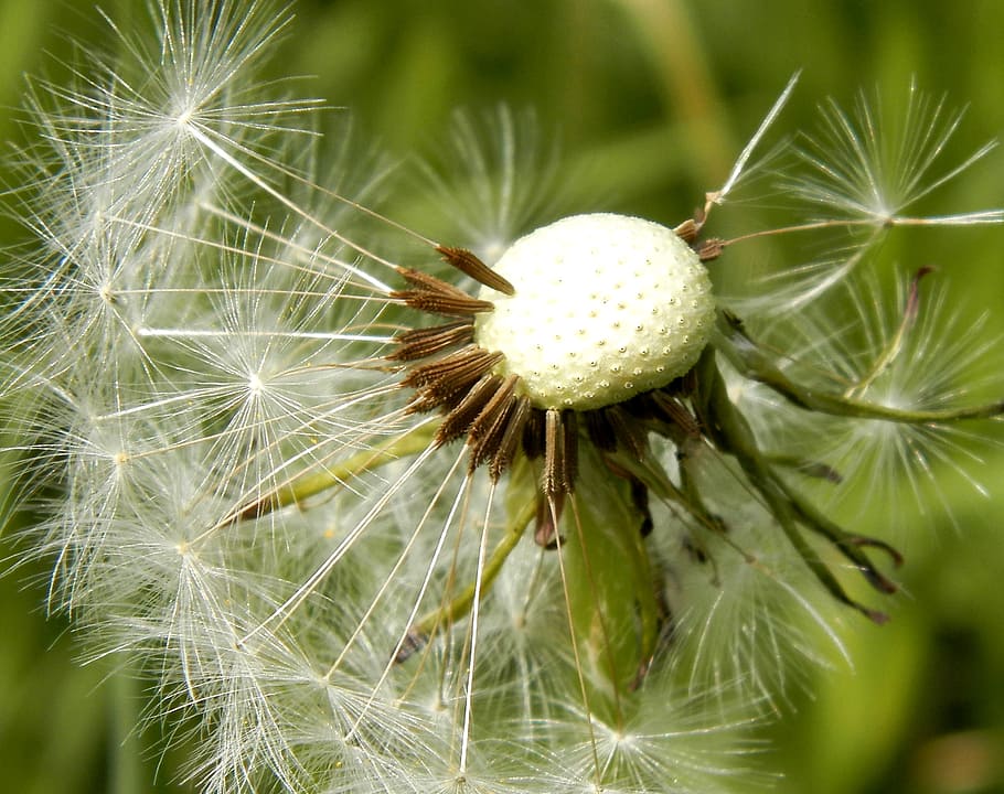 dandelion, summer, white, plant, fragility, vulnerability, close-up HD wallpaper