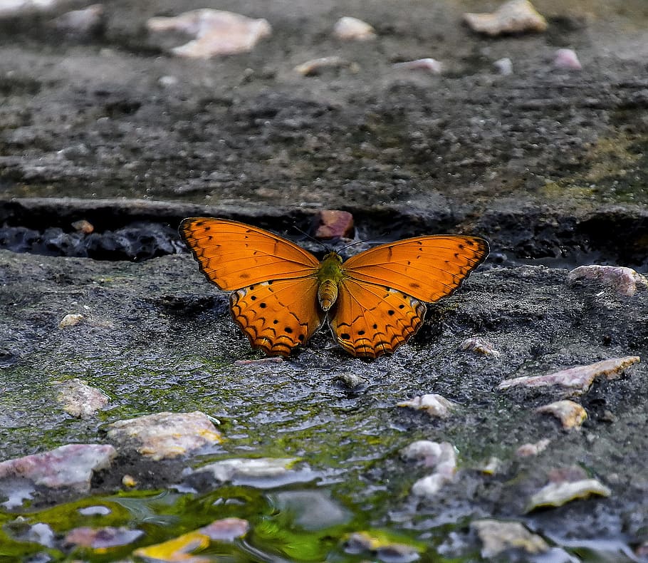 Butterfly, Insects, Animals, day, animal themes, no people HD wallpaper