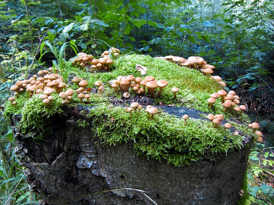 forest, mushrooms, log, moss, green, plant, nature, growth HD wallpaper
