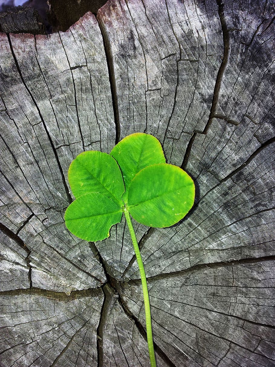 HD wallpaper: close up photo of green leaf, four leaf clover, luck, lucky  charm | Wallpaper Flare